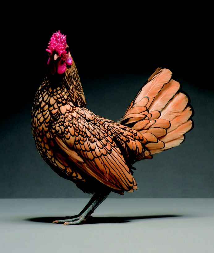 Most Beautiful Chickens on the Planet 3 Portraits of “Most Beautiful Chickens on the Planet” Capture Their Underrated Beauty