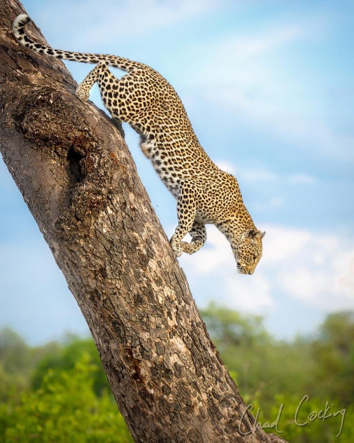 Amazing Wild Animals Portraits by Chad Cocking