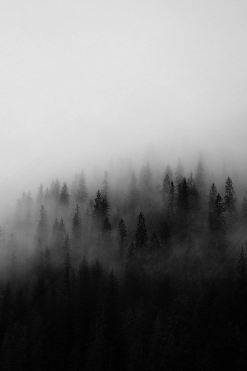 fog, photo, pines #photo #fog #pines