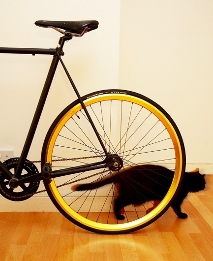 mark morrison - 10_10_08_Mark_Morrison3007 #photography #cat #bike