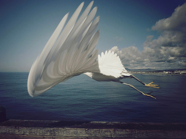 by Shari Diane #wing #moment #seagul