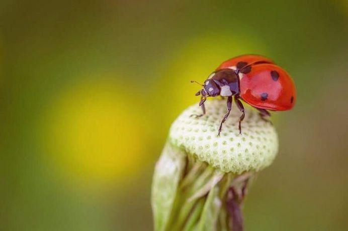 Beautiful Macro Flower Photography by Jeferson Silva Castellari
