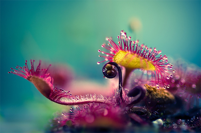 The Exotic Corals And Sponges Photography by Daniel Stoupin #underwater #naturePhoto #Corals