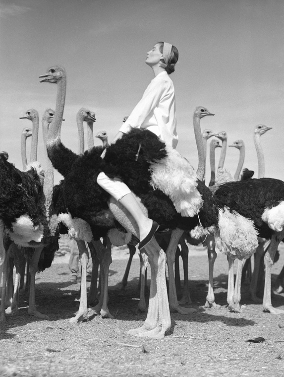 Norman Parkinson - Wenda and Ostriches - Photos - Photohab - Photographer's Portfolios #fashion #photography #inspiration