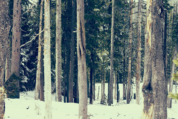 Mount Hood #woods #snow #road #trip #america #forest #green