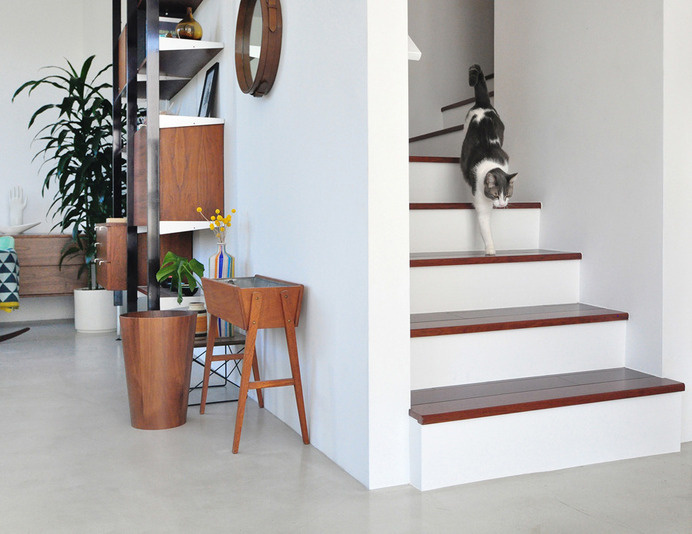 modern findings, cat, wood #wood #cat #plant