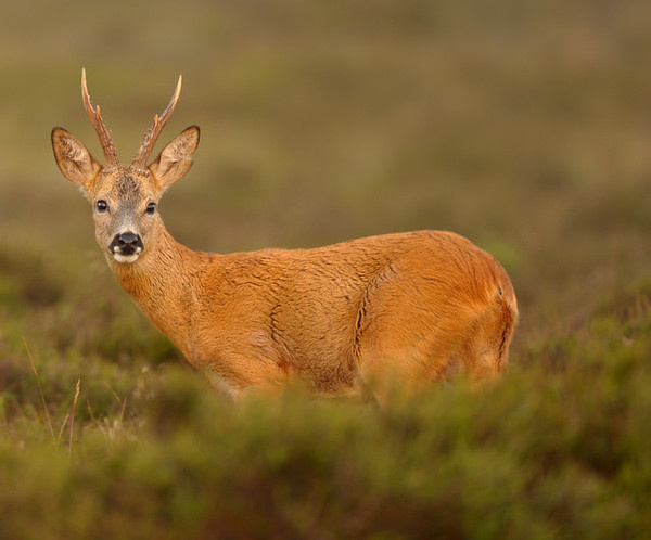 Wildlife Photography by Edwin Kats #inspiration #wildlife #photography