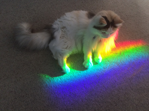 rainbows?