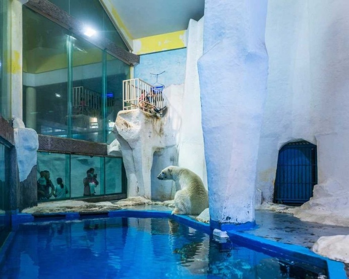 White Bear: Sheng Wen Lo Documents Polar Bears in 26 Sites Across Europe and China