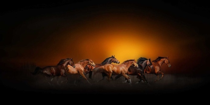Dreamlike Animals Photography by Nasser Osman