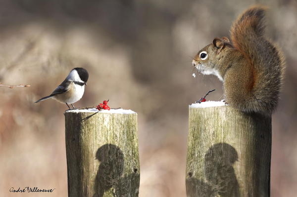 We share? #& #squirrel #bird