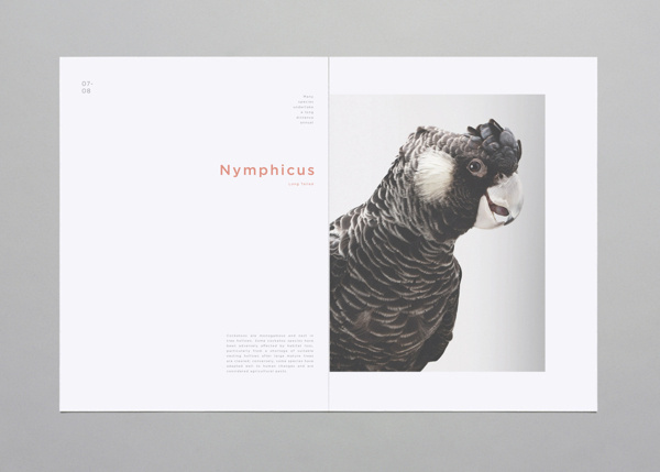Birds on Behance #layout #magazine