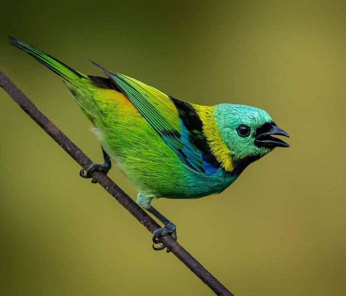 #instabird: Brilliant Bird Photography by Kacau Oliveira