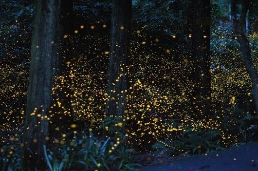 Magical Long-Exposure Firefly Photos Go Viral | Raw File | Wired.com #firefly