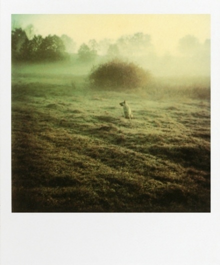 02.jpg (JPEG-kuva, 471×567 kuvapistettä) #field #polaroid #photography #tarkovsky #dog