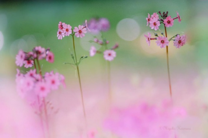 Candy Coloured Flowers Photography by Miyako Koumura