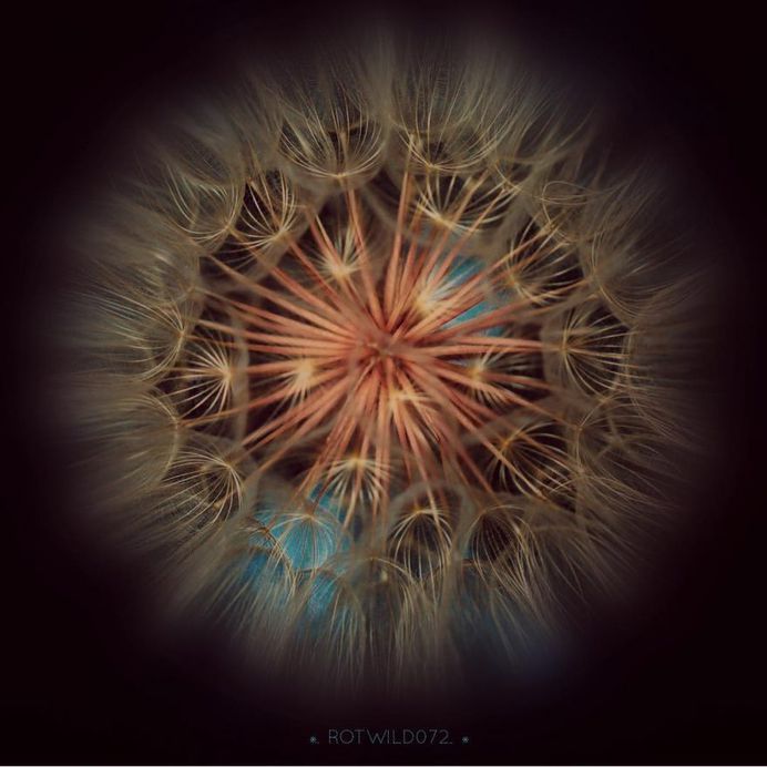 Fantastic macro flower capture by Claudia