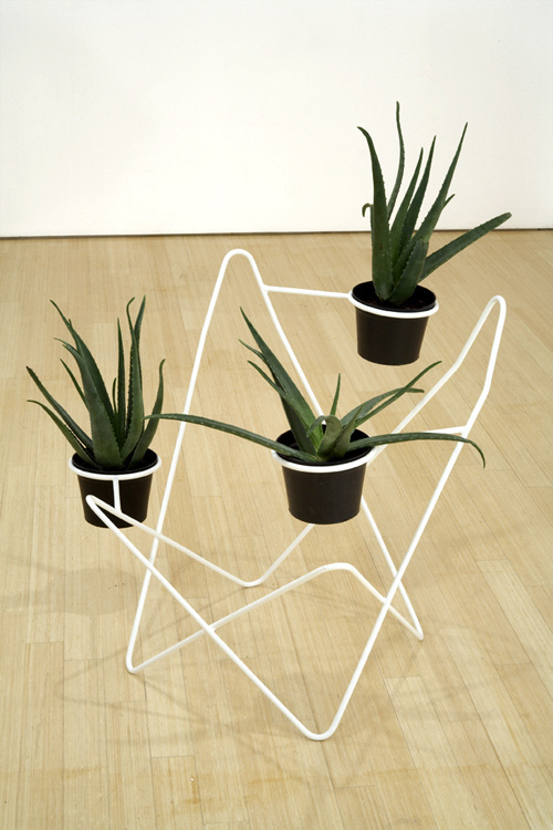 Edgar Orlaineta 2 #pot #plant