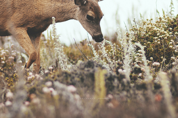 deer #fauna #deer #nature #flowers