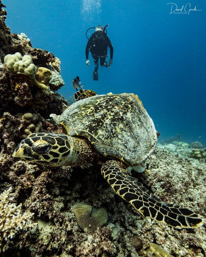 Exceptional Underwater and Ocean Photography by David Girsh