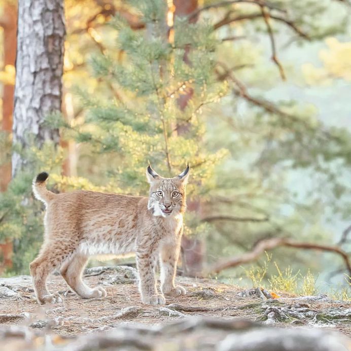 Breathtaking Close-Up Portraits of Wild Animals by Ina Schieferdecker