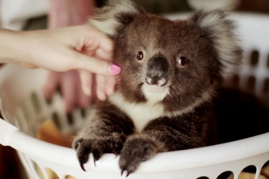 The cherry blossom girl #koala #bear #photography