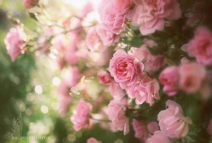 Miniature roses by poporinron