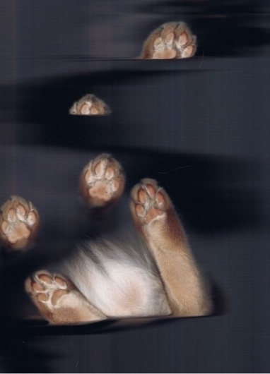 Buamai - The Cat Scan #feet #scan #cat