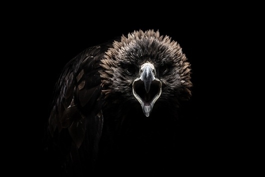 Gods and Beasts on the Behance Network #mongolia #eagle #photography