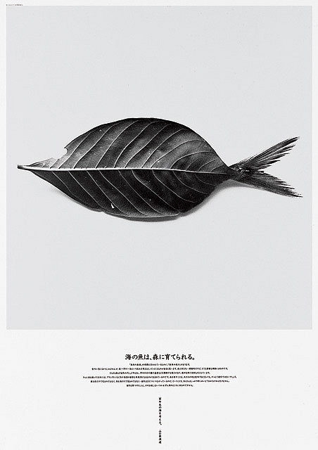 Leaffish #fish #photography #poster #leaf