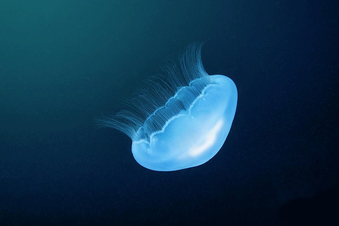 easy jellyfish painting & jellyfish paint by numbers #painting