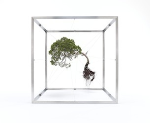 2011 shiki1 #plants