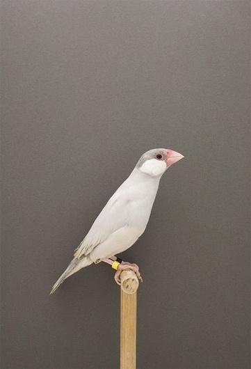 iainclaridge.net | Page 18 #photography #bird