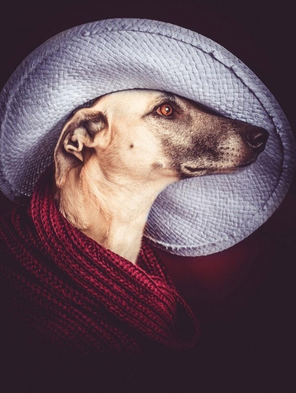 Cute and Funny Dog Poses by Elke Vogelsang #dogs #Animals #photography #cute
