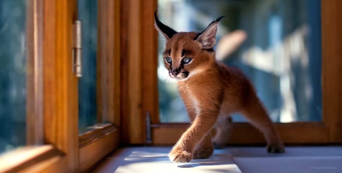 Stunning Animal Portraits by Sergey Polyushko