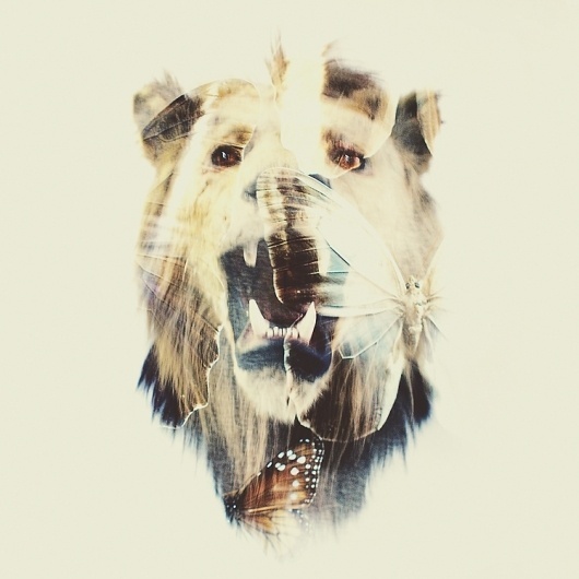 AA_SCHMALLER.jpg (JPEG Imagen, 748x748 pixels) #lion #design #mountford #dan #exposure #double
