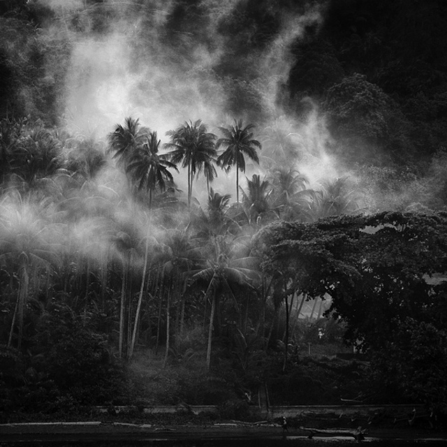 Black & White Photography #palm #white #black #mist #photography #and #forest #trees #jungle