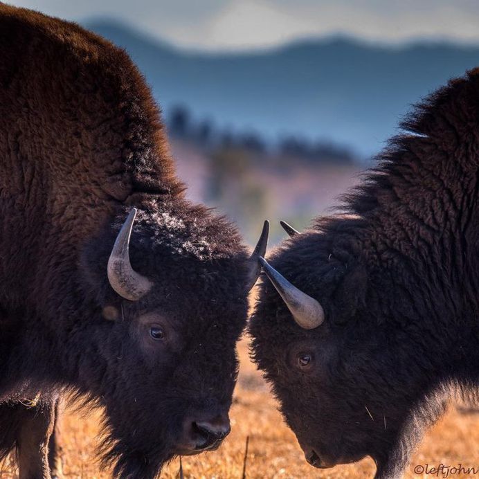 Amazing Wildlife Animals Portrait Photography by Jon Langeland