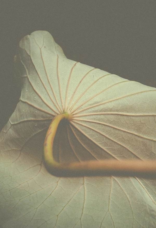 Altered Flora II