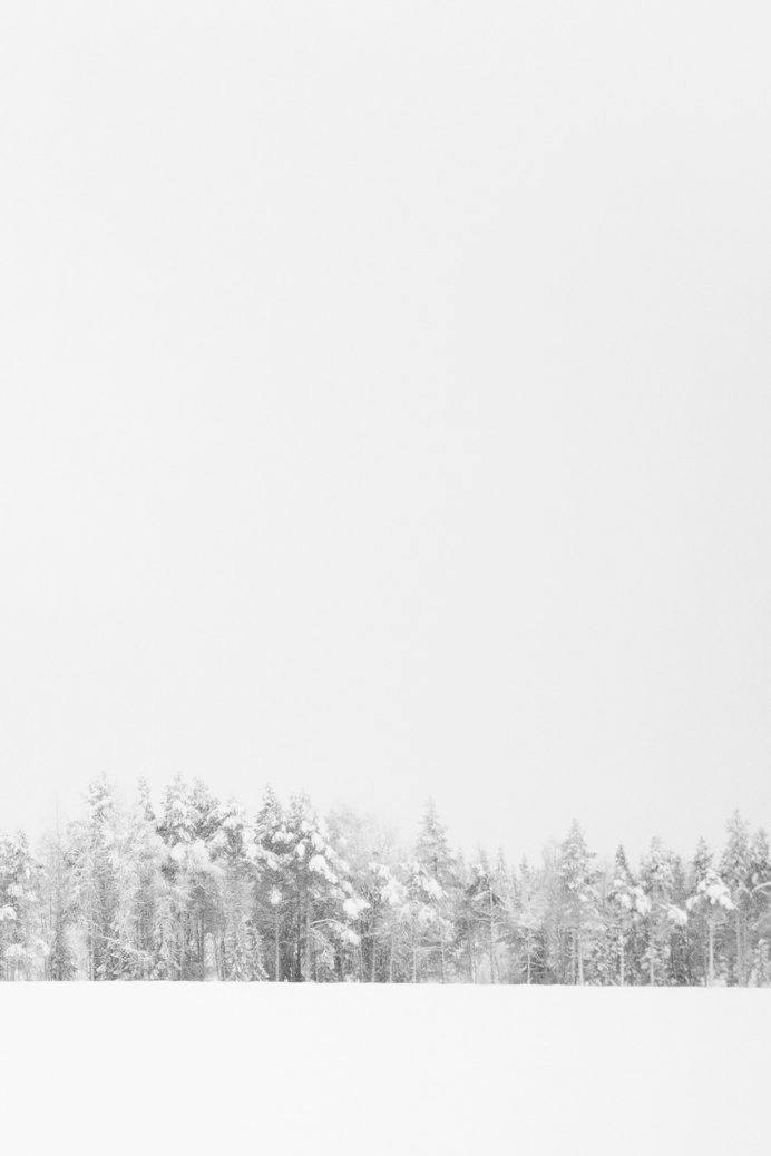 beyond the pines