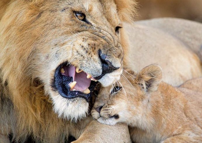 Unforgettable Portraits of Wild Animals by Melissa Groo