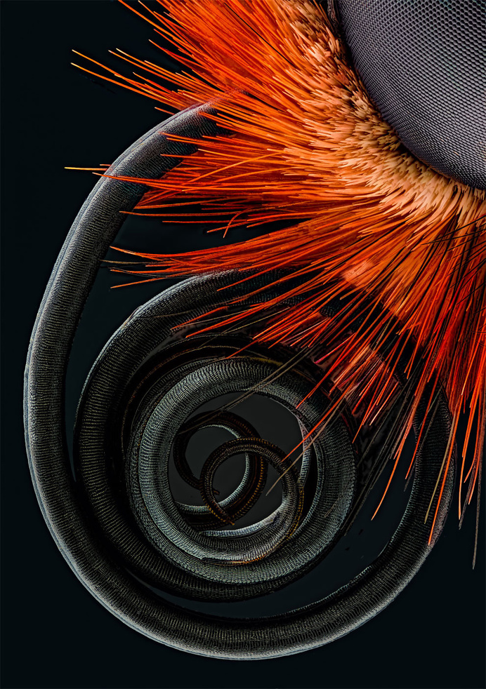 Winners Of Nikon Small World Photography Competition 2016
