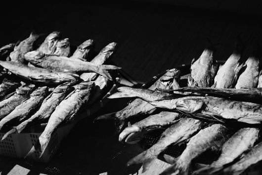 Freestyle :: Sundried by Goshyousmellbad #photography