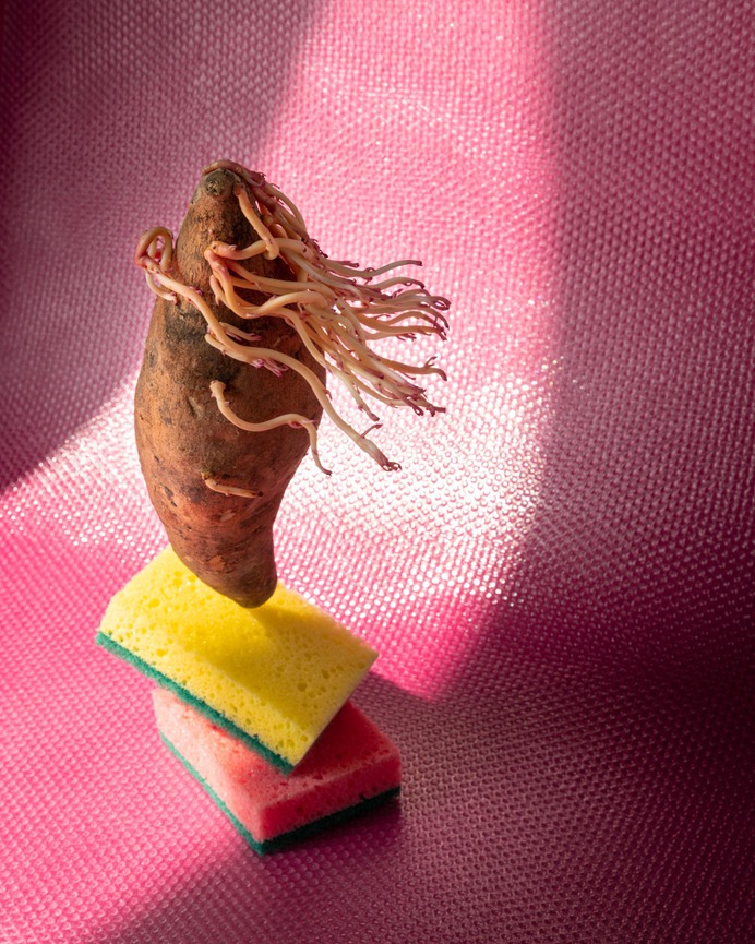 Sweet Potatoe Sponge Still Life Photography