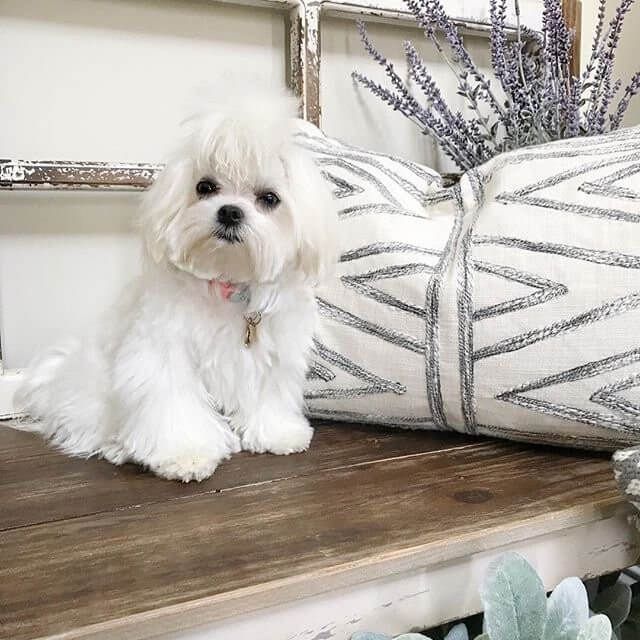Most Dog Friendly Stores in America - Kirkland Home Stores