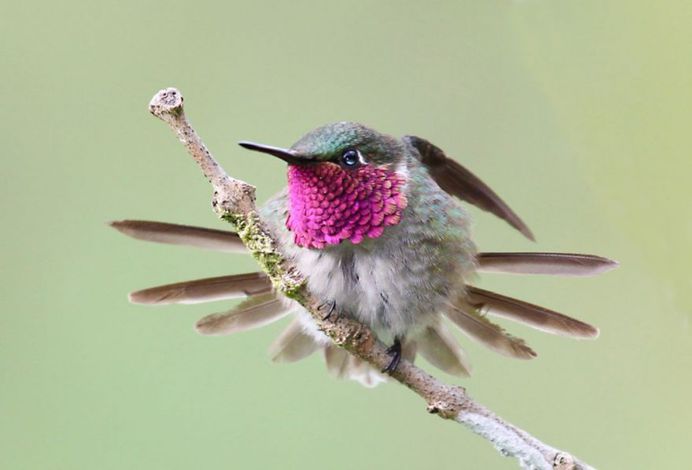 #planetbirds: Incredible Bird Photography by Lindolfo Vieira Souto
