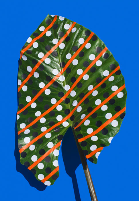 »Wonderplants«