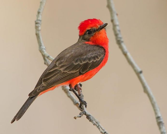 Vermilion Flycatcher