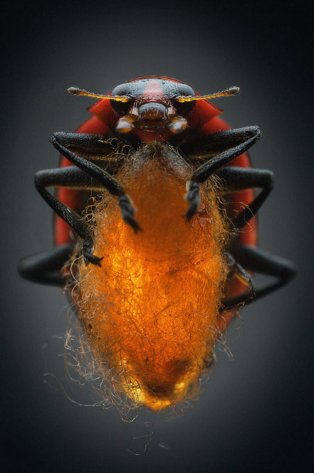 Mindsuckers - Photo Gallery - National Geographic Magazine #photography #beetle #close up #macro #insect #beauty #nature