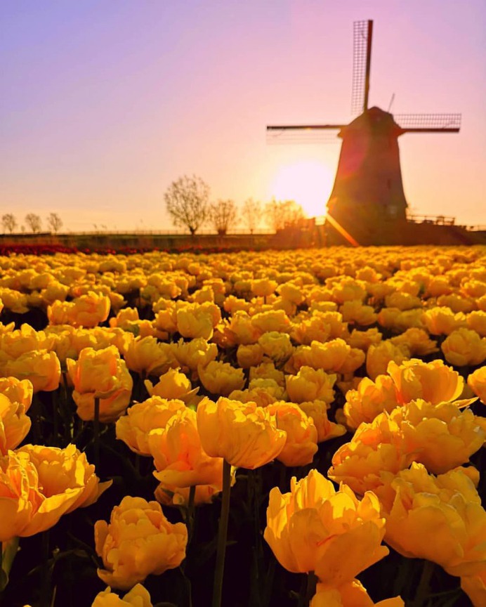 #pinktulips: Fantastic Flower Photography by Dirk Jan Piersma